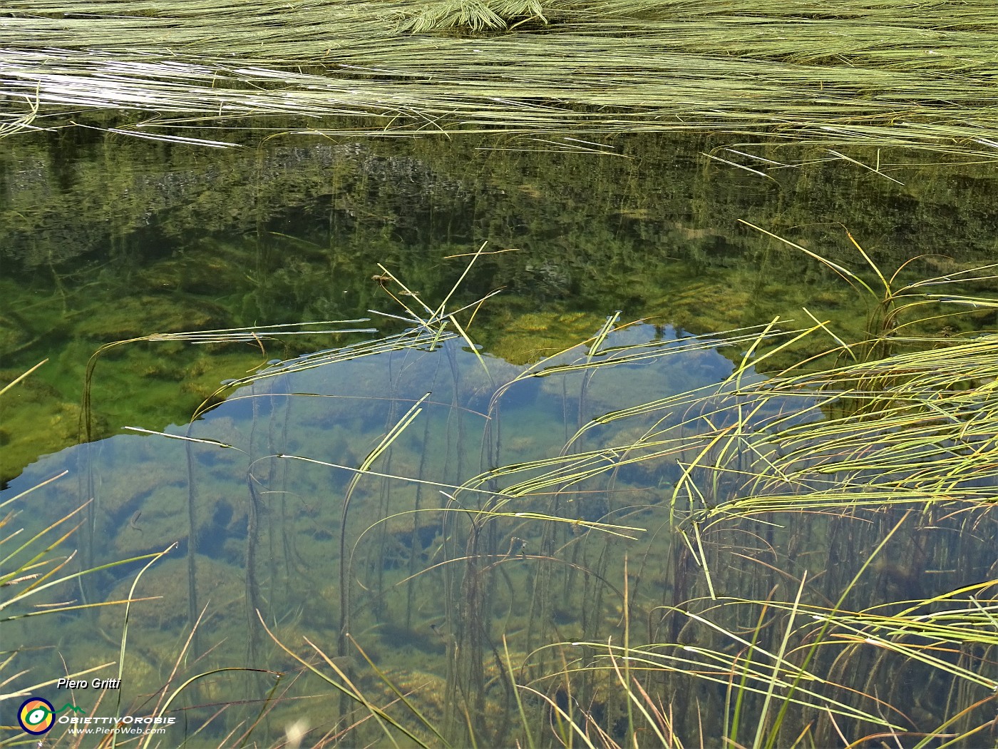 54 Piante acquatiche nel Lago Piccolo.JPG